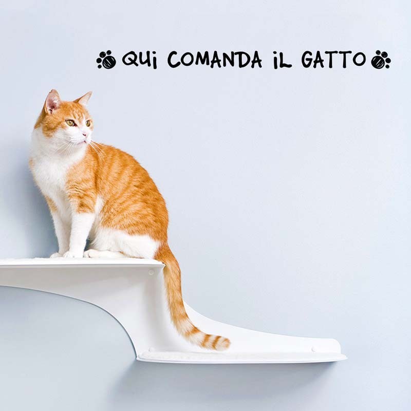 Qui comanda il gatto