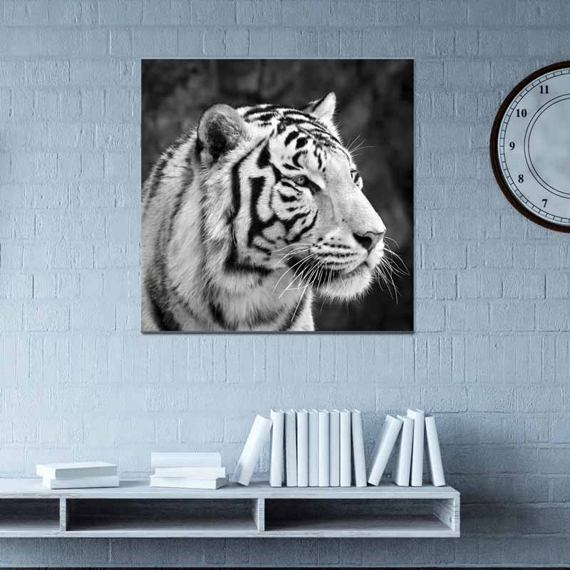 Tigre Bianca, Tela Canvas