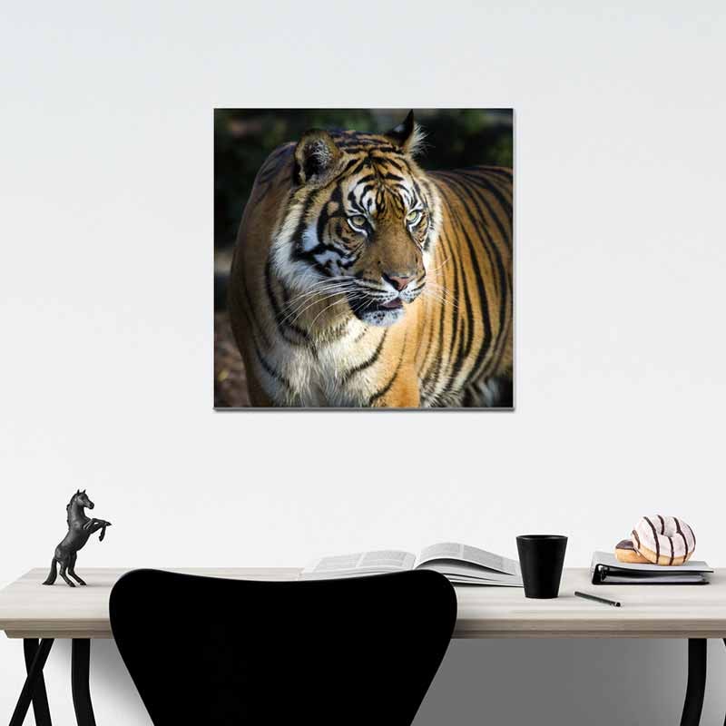 Tigre, Tela Canvas